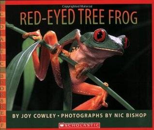 Red-eyed Tree Frog